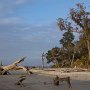 Fin de journée sur la plage Driftwood Beach